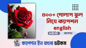 300+ গোলাপ ফুল নিয়ে ক্যাপশন english দেখুন